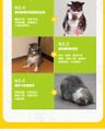 《FHV》樂寵軒 貓咪皰疹病毒抗原測試套裝 小貓感冒毒抗原測試紙 貓流感病毒抗原快速診斷測試紙 貓貓皰疹病毒抗原快速篩查檢測劑 貓貓健康檢測劑 貓貓病毒健康測試試紙丨寵物健康篩查用品 寵物檢測用品