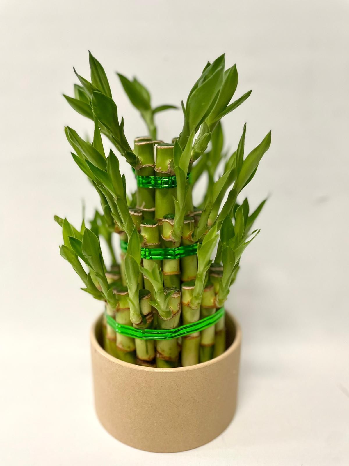 富貴竹塔 開運竹塔 水種植物 25cm 高 (配啡色瓷盆一個)