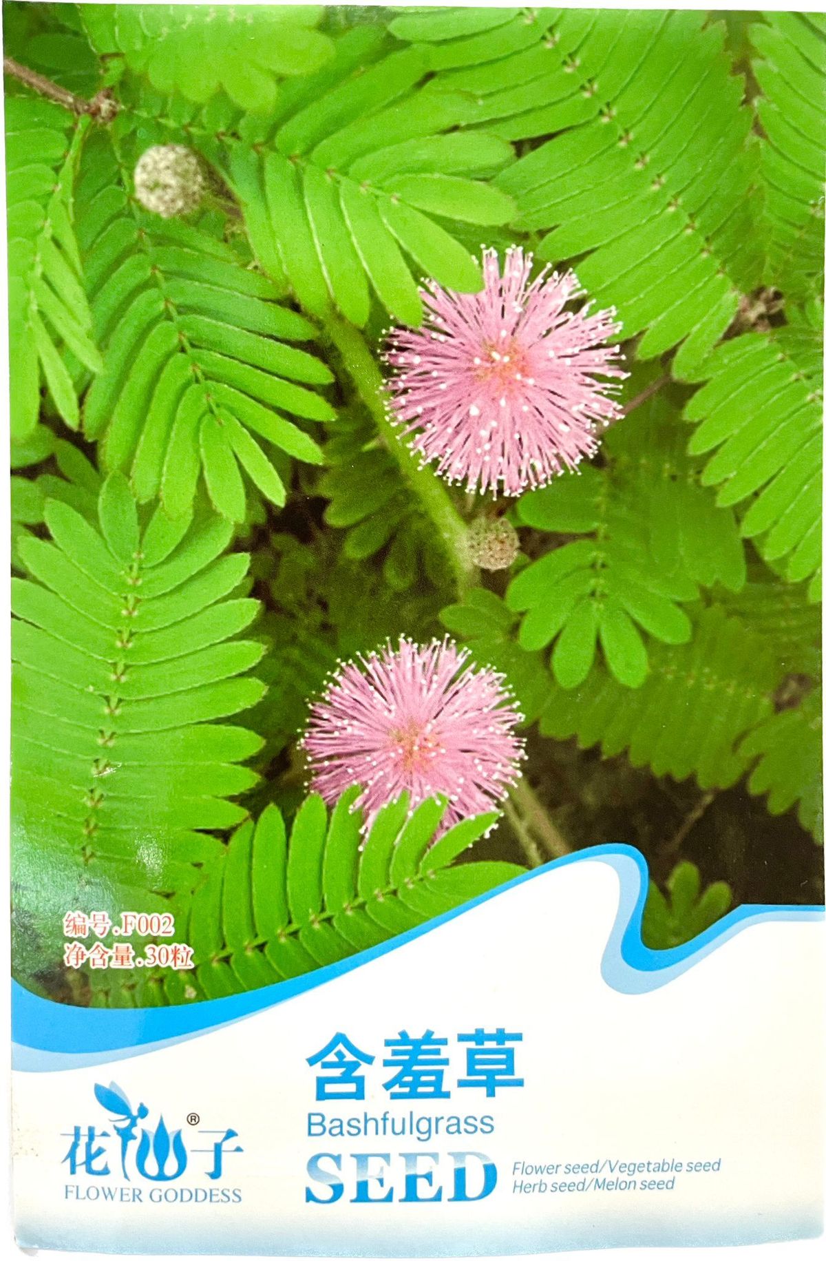 含羞草種子 2包裝
