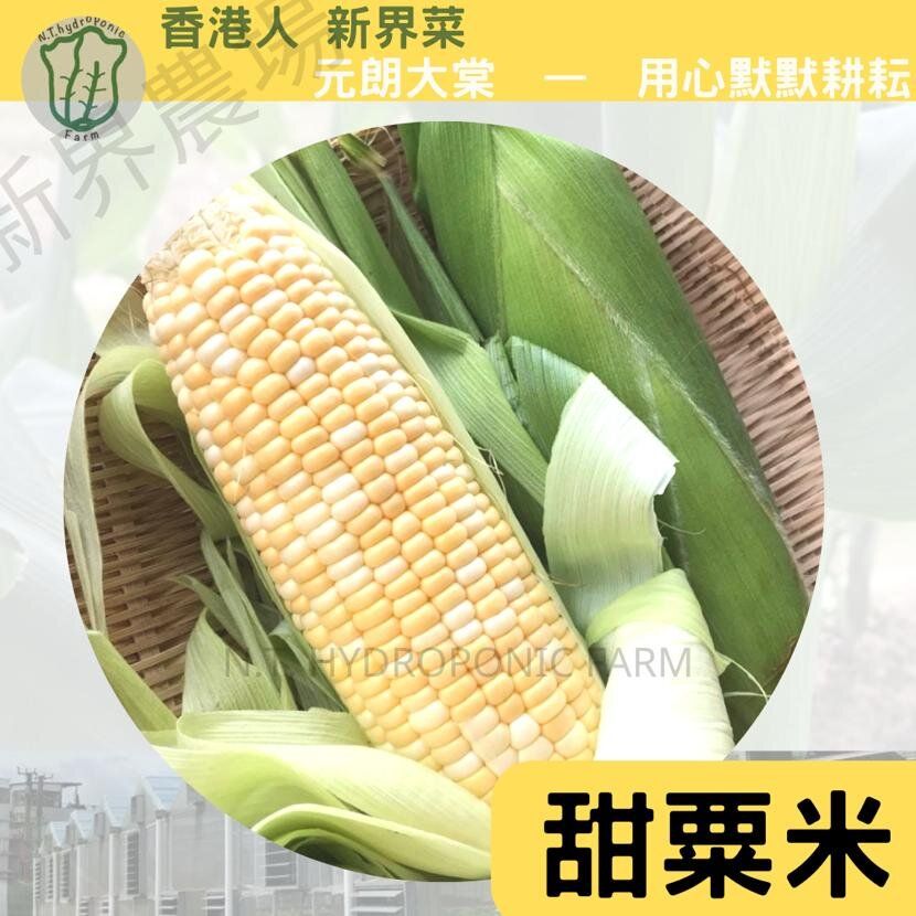 【推廣優惠】香港菜園-甜栗米 (2條)