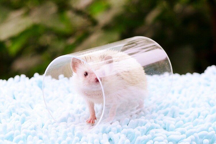 Acrylic Hamster Tunnel Materials Reference: Other Acrylic Play Tunnel For Hamster Fancy Rat Hedgehog