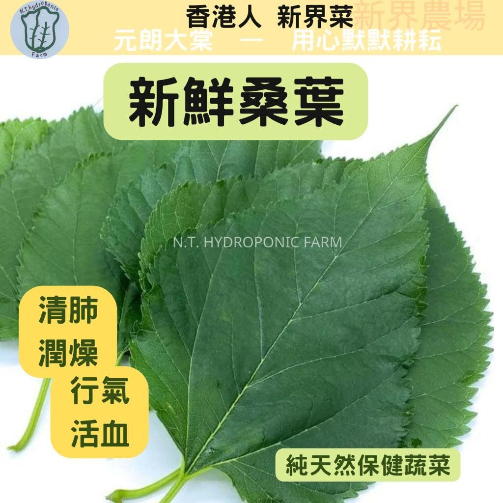 香港菜園- 新鮮桑葉連枝 (200g)