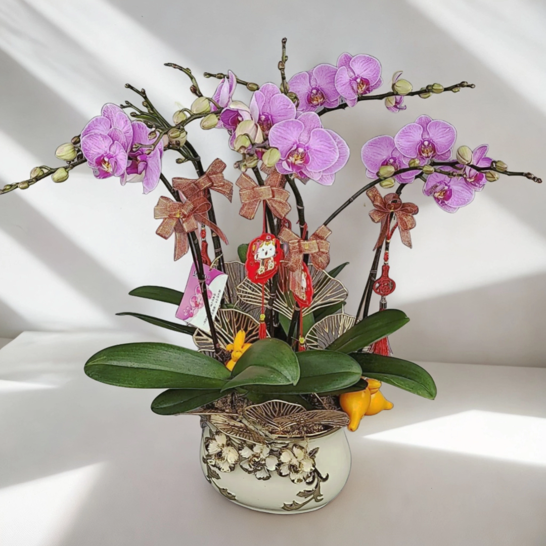 Middle Phalaenopsis Orchids (5 Flowers) [NY2021R-22]