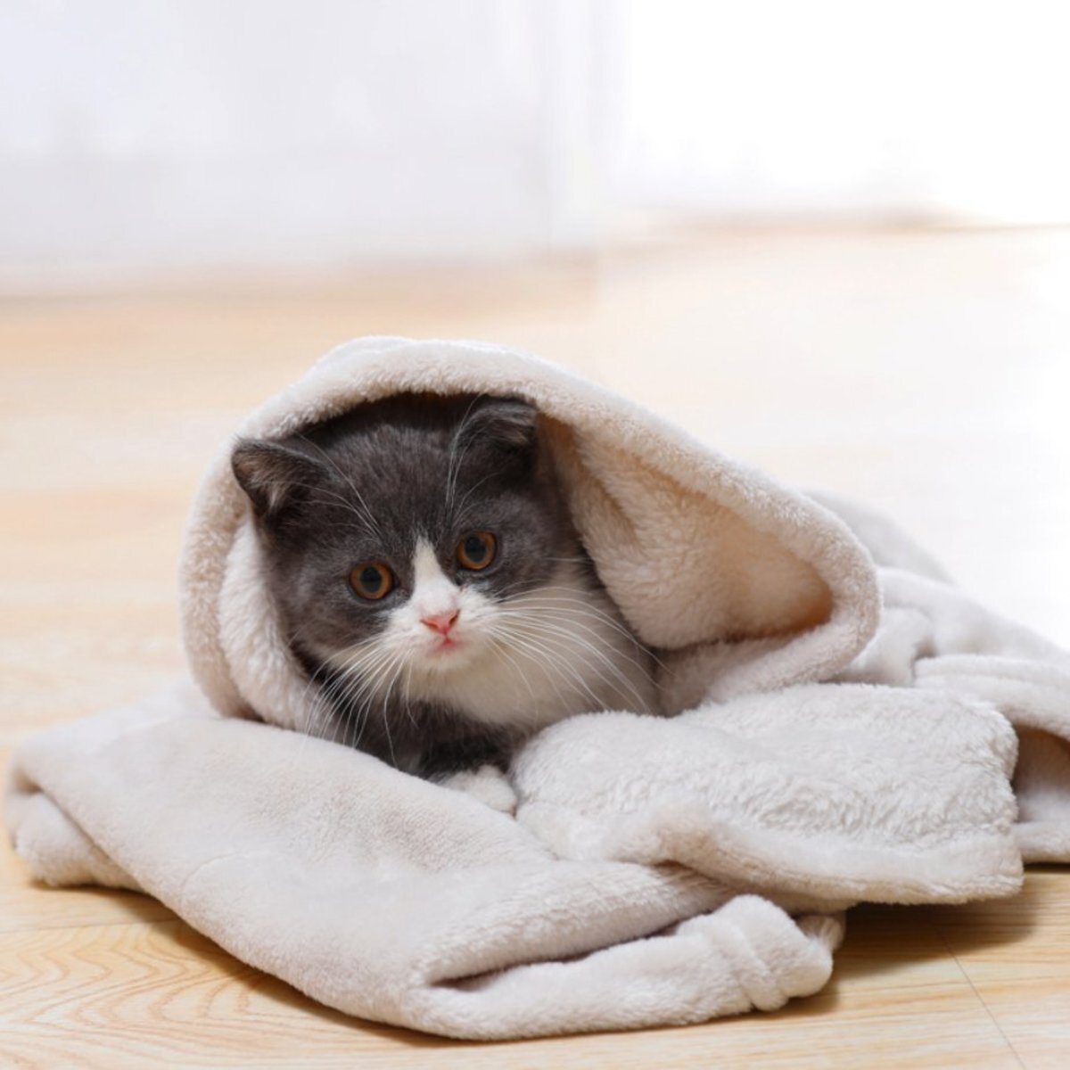 Pet Mat Pet Blanket Warm Winter (Random Color) (L size) (2 size options)