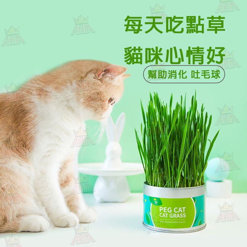 【**一罐裝**】自家種植貓草種植DIY｜貓狗適用｜貓薄荷｜去毛球｜助消化｜興奮減壓｜貓咪零食