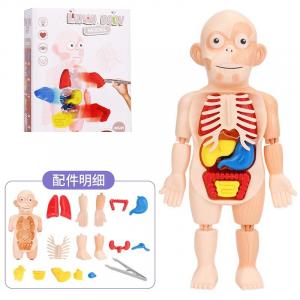 EDU TOYS▽human torso 人体模型 | hartwellspremium.com