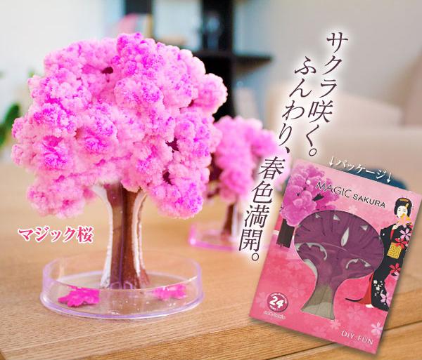 OTHER, 【Christmas Limited Offer】Magic Sakura