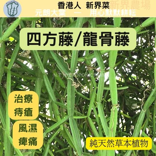 新界水耕種植| 香港菜園-解痔疮四方藤/龍骨草(100g) | HKTVmall 香港