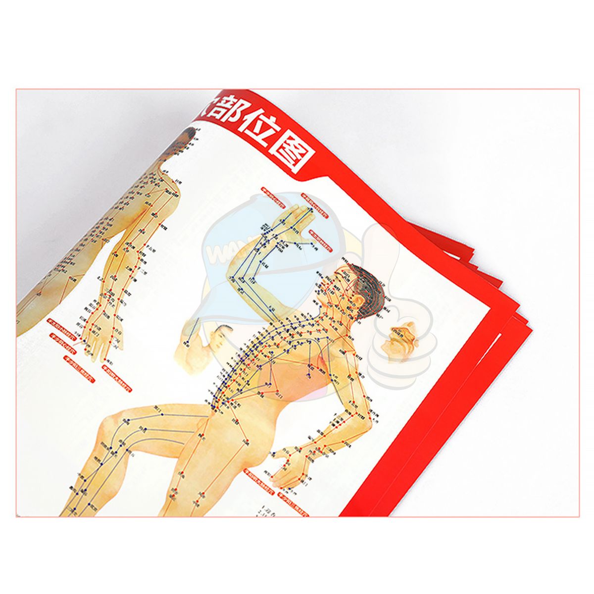 WANTAT | Human Body Meridian Acupoint Map, 280x420MM Gallery Poster ...