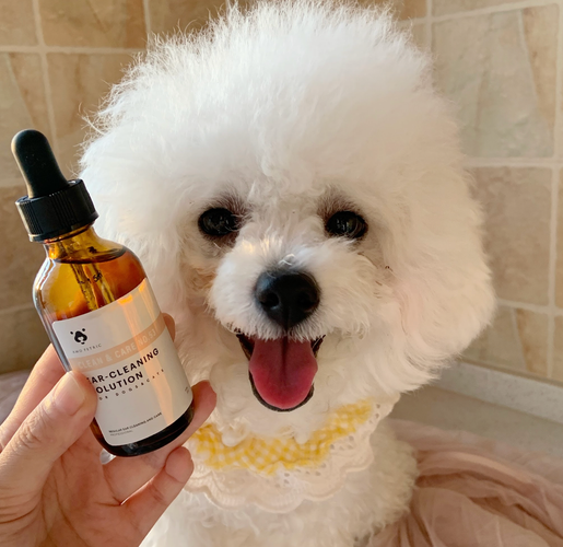 Poodle ear cleaning outlet solution