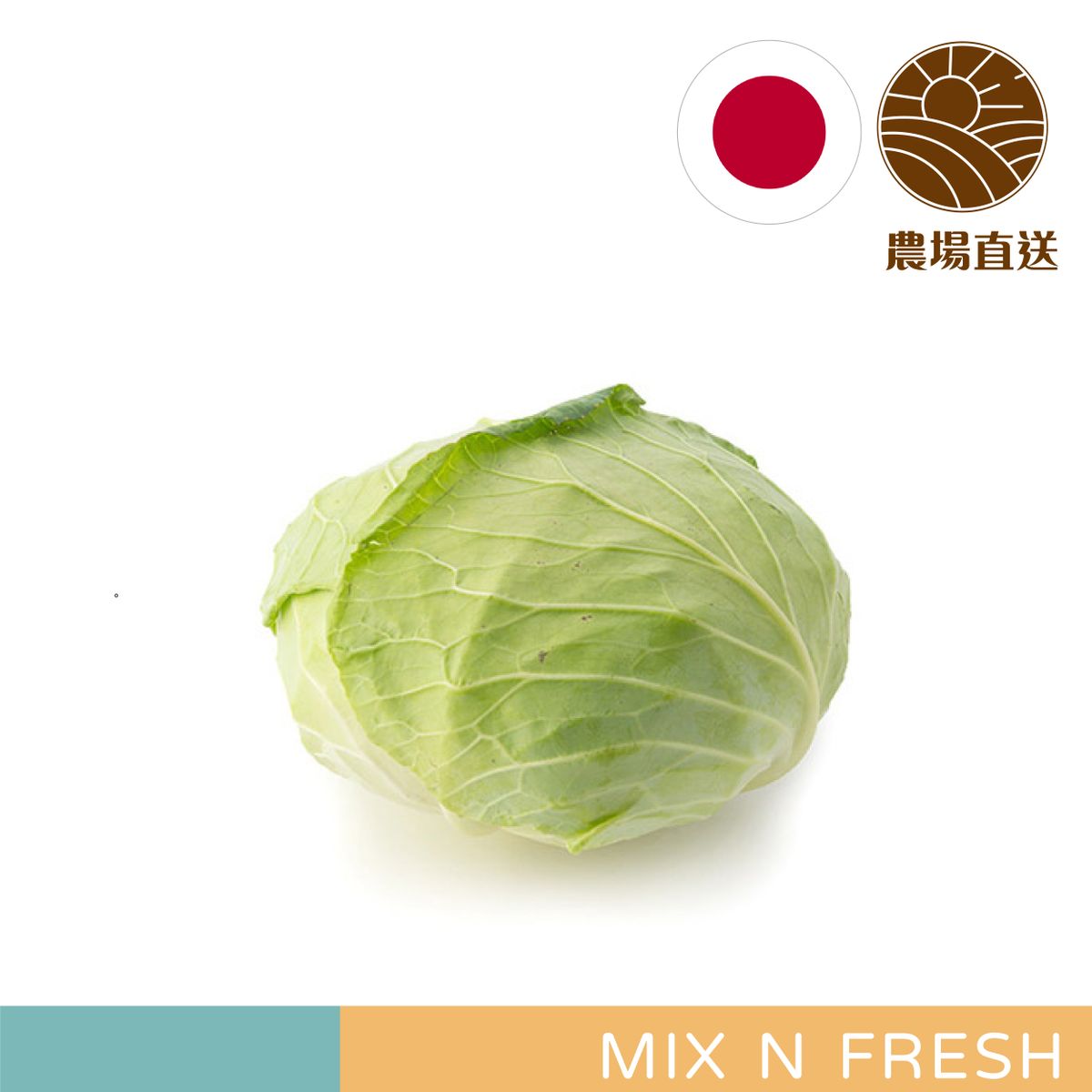 日本大椰菜 (1個裝/約900-1000g)