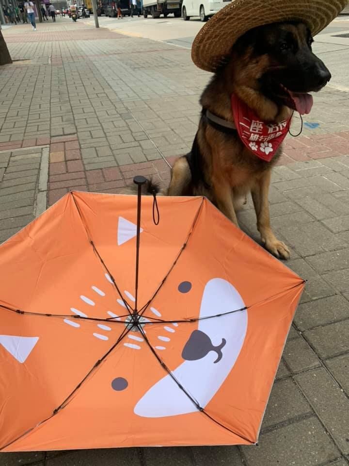 180g Light Carbon Fiber Umbrella Titanium Silver Sunscreen UV protection Anti-UV Orange Fox