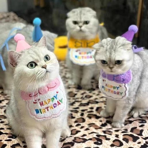 Cat best sale birthday bandana