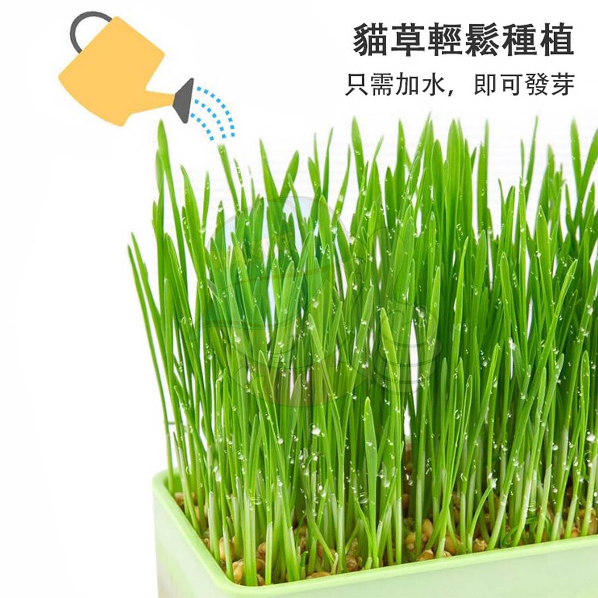 WANTAT | Cat Grass Seeds Hydroponic Soilless Cat Grass Cat Grass ...