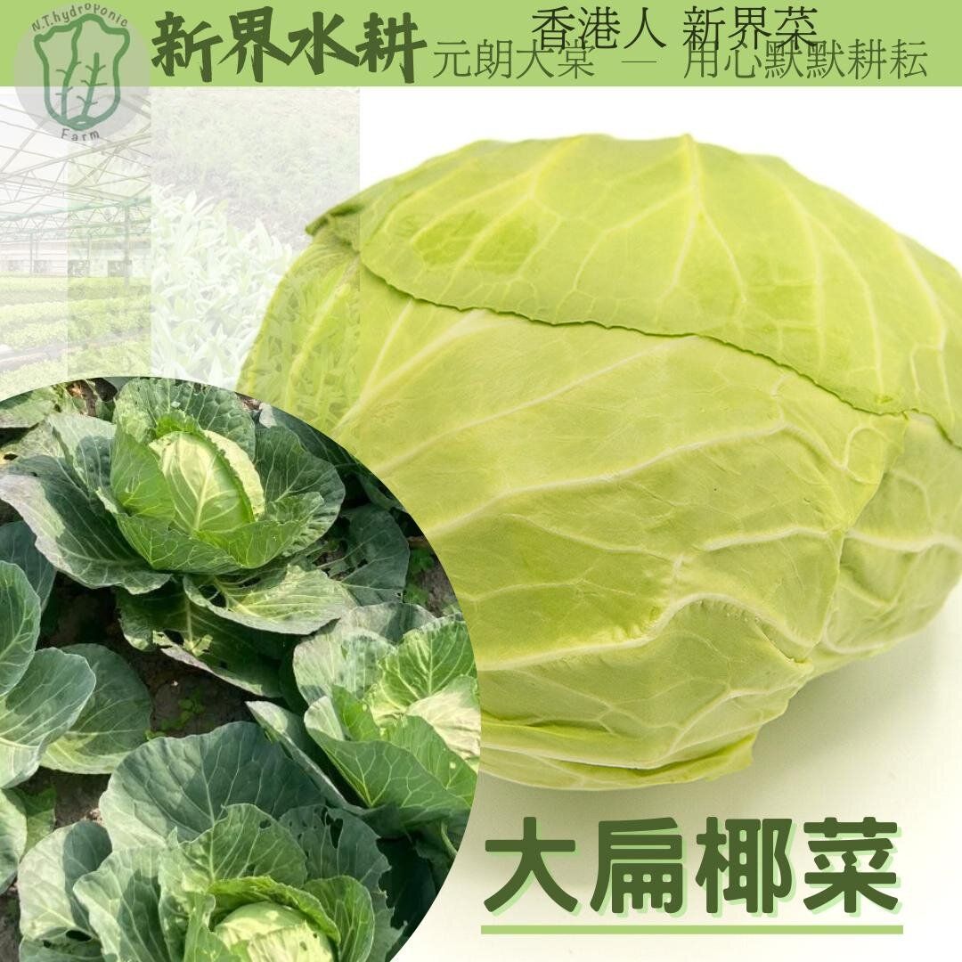 local Cabbage 扁椰菜(600-800g)